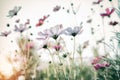 Bautiful damatic tone cosmos flower in the garden Royalty Free Stock Photo