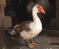 Bautiful domestic Muscovy duck male in the farm looking at the camera funny Royalty Free Stock Photo