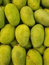 Bautiful green mangoes look sweet Royalty Free Stock Photo