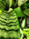 Bautiful green Sansevieria zeylanica Royalty Free Stock Photo