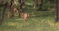 Bautiful male chital spotted deer grazing in Ranthambore National Park, Rajasthan, India