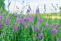 Bautiful purple willow-herb on edge of forest Royalty Free Stock Photo