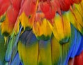 Bautiful red, blue and yellow texture of Scarlet macaw Royalty Free Stock Photo