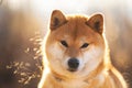 Bautiful red Shiba inu dog sitting in the field at sunset Royalty Free Stock Photo