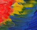 Bautiful red, yellow and blue texture of Scarlet macaw parrot bi Royalty Free Stock Photo