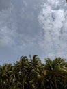 Bauty Coconut tree and sky  in soon Royalty Free Stock Photo