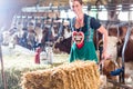 Bavaria woman driving pushcart in cow barn