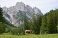 Bavarian Alps Royalty Free Stock Photo