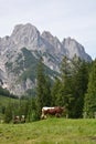 Bavarian Alps Royalty Free Stock Photo