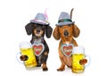 Bavarian beer dachshund sausage dogs , couple of two Royalty Free Stock Photo