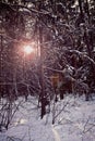 Bavarian forest in winter with snow, back light Royalty Free Stock Photo