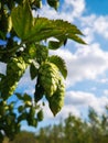Bavarian Franconian fresh hops for brewing beer Royalty Free Stock Photo