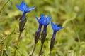 Bavarian Gentian Royalty Free Stock Photo