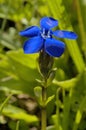 Bavarian Gentian