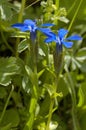 Bavarian Gentian Royalty Free Stock Photo