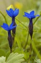 Bavarian Gentian Royalty Free Stock Photo