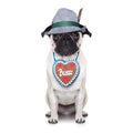 Bavarian german pug dog Royalty Free Stock Photo