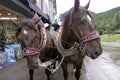 Bavarian horse carriage. Royalty Free Stock Photo