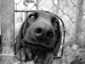Bavarian hound makes funny face