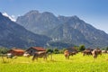 Bavarian landscape - view of grazing cows on the background of the Alpine mountains and Neuschwanstein Castle Royalty Free Stock Photo