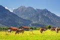 Bavarian landscape - view of grazing cows on the background of the Alpine mountains and Neuschwanstein Castle
