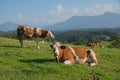 Bavarian milkers, alpine pasture Royalty Free Stock Photo