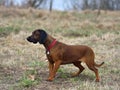 Bavarian Mountain Hound