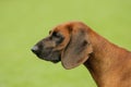 Bavarian mountain hound (Scenthound) portrait Royalty Free Stock Photo