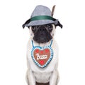 Bavarian pug dog Royalty Free Stock Photo