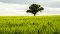 Bavarian Spring Landscape Royalty Free Stock Photo