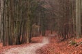 Bavarian Winter Forest