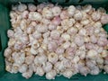 Bawang putih (garlic). Allium sativum. Used as food flavoring and as traditional medicine.
