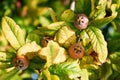 Healthy Medlars in fruit tree - Bawdy autumn fruit medlar brown Mespilus germanica Royalty Free Stock Photo