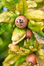 Healthy Medlars in fruit tree - Bawdy autumn fruit medlar brown Mespilus germanica Royalty Free Stock Photo