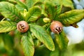 Healthy Medlars in fruit tree - Bawdy autumn fruit medlar brown Mespilus germanica Royalty Free Stock Photo