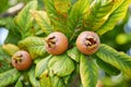 Healthy Medlars in fruit tree - Bawdy autumn fruit medlar brown Mespilus germanica Royalty Free Stock Photo