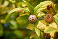 Healthy Medlars in fruit tree - Bawdy autumn fruit medlar brown Mespilus germanica Royalty Free Stock Photo