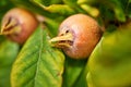 Healthy Medlars in fruit tree - Bawdy autumn fruit medlar brown Mespilus germanica Royalty Free Stock Photo