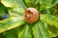 Healthy Medlars in fruit tree - Bawdy autumn fruit medlar brown Mespilus germanica Royalty Free Stock Photo