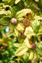 Healthy Medlars in fruit tree - Bawdy autumn fruit medlar brown Mespilus germanica Royalty Free Stock Photo