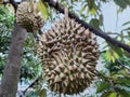 Bawor Durian The King Fruits and ants