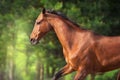 Bay ahal teke horse portrait