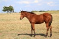 Bay American Quarter Horse Filly, Foal, Mare, AQHA Royalty Free Stock Photo