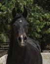 Bay Arabian Horse Mare Head Portrait Front View Royalty Free Stock Photo