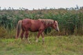 Bay arabian horse runs gallop