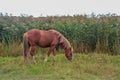 Bay arabian horse runs gallop