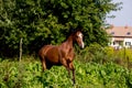 Bay arabian mare galloping at the pasture Royalty Free Stock Photo