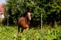 Bay arabian mare galloping at the pasture Royalty Free Stock Photo