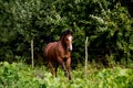 Bay arabian mare galloping at the pasture Royalty Free Stock Photo