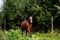 Bay arabian mare galloping at the pasture Royalty Free Stock Photo